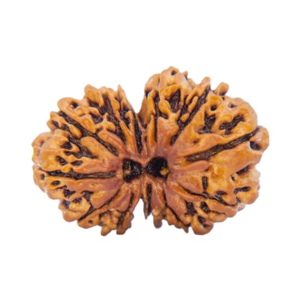 Gauri Shankar Rudraksha