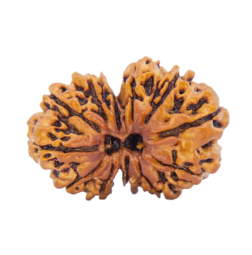 Gauri Shankar Rudraksha