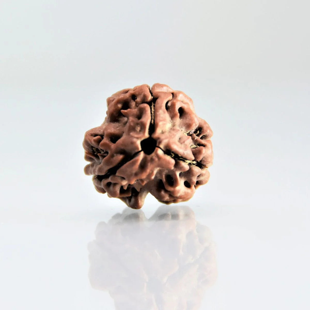 3 Mukhi Rudraksha